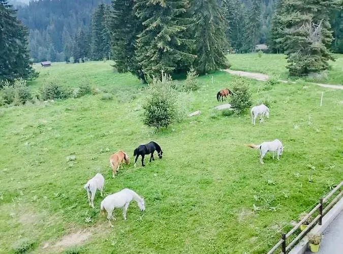 アパート Deer 521 At Oak & Relax *